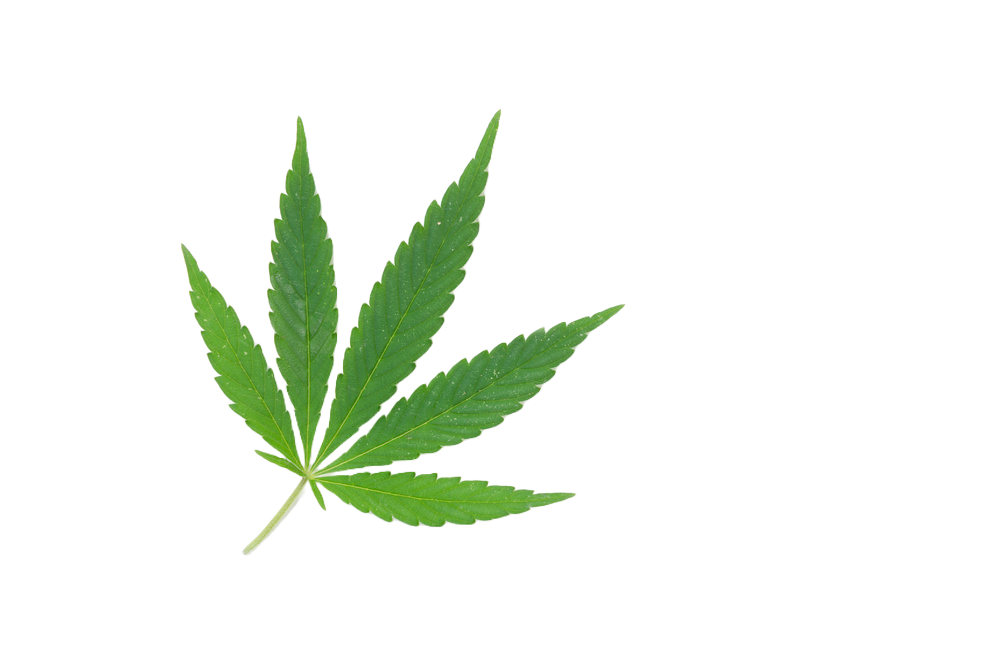 Stock_Firefly_88836_landscape_1755677504096